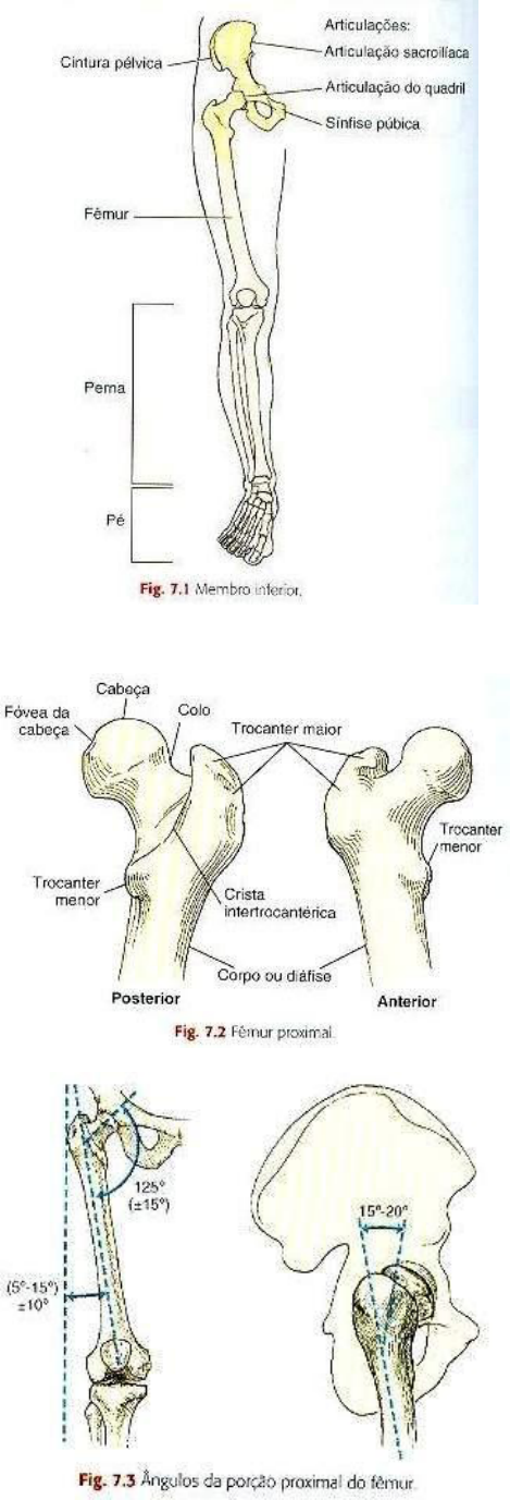 cintura pélvica - Anatomia Radiológica