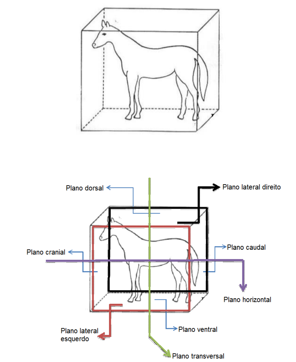 Anatomia Animal - I - Racha Cuca gabarito - Racha Cuca / Quiz / Animais /  Anatomia Animal - I - Studocu