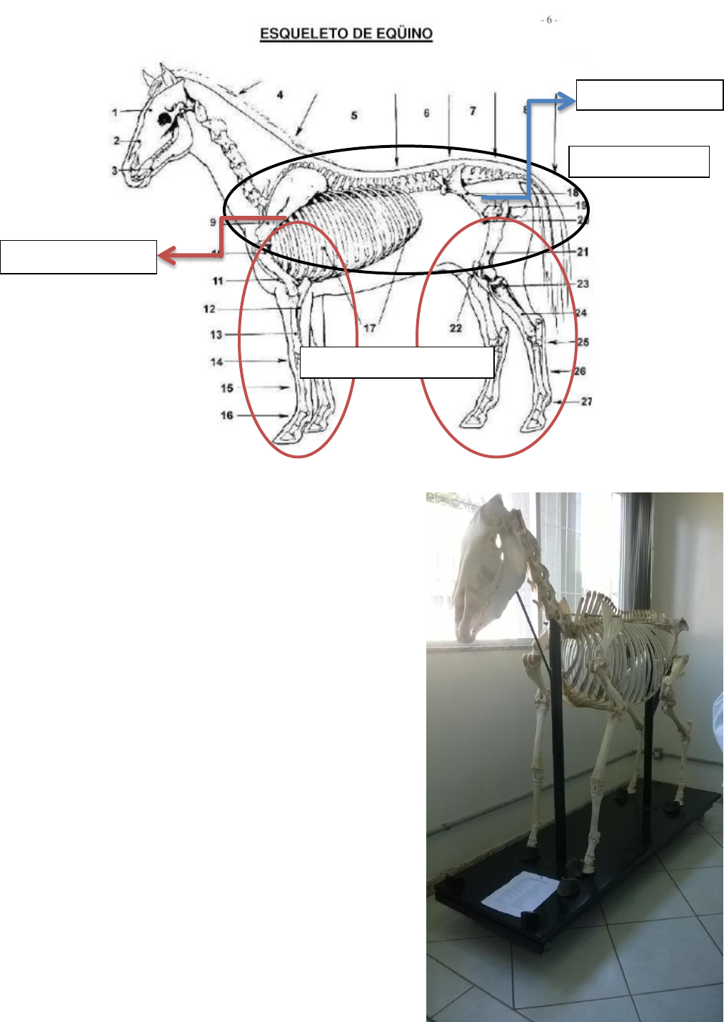 Anatomia Animal - I - Racha Cuca gabarito - Racha Cuca / Quiz / Animais /  Anatomia Animal - I - Studocu