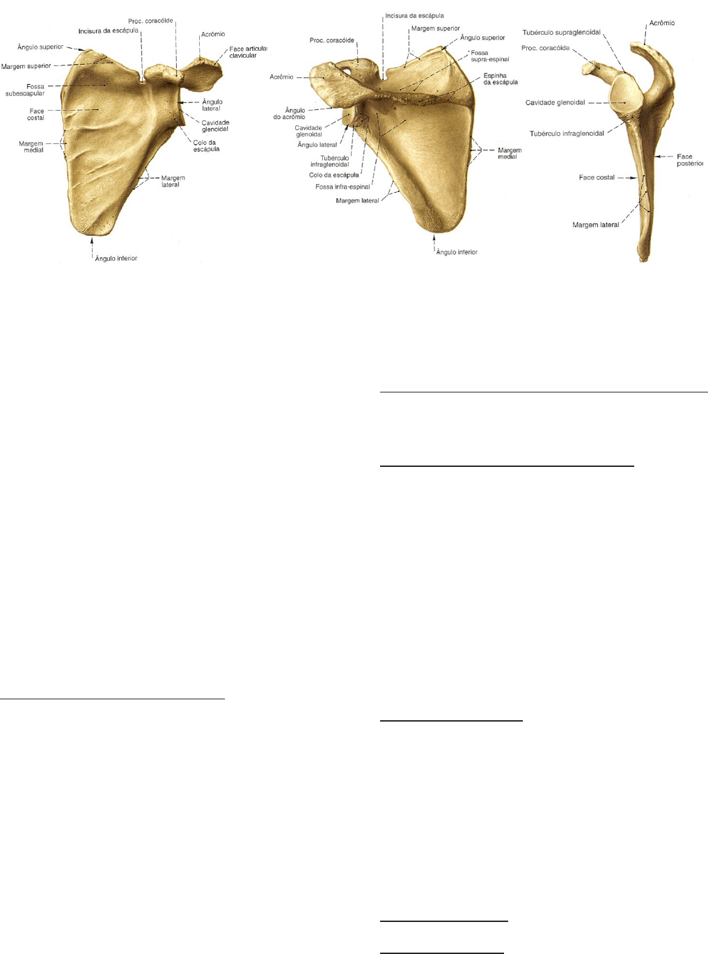 anatomia da escapula - Anatomia I