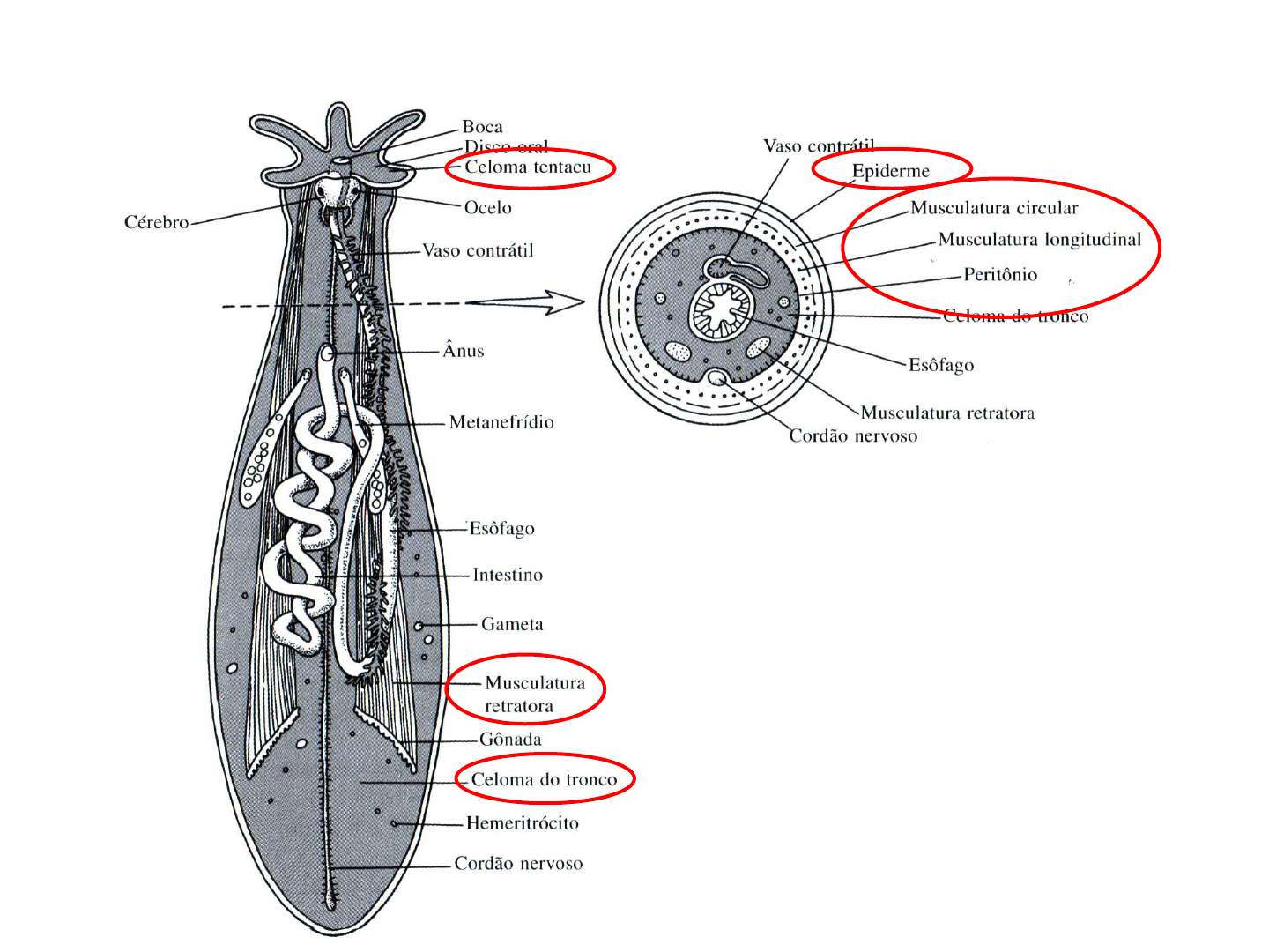 Grátis: Filo sipuncula - Material Claro e Objetivo em PDF para Estudo Rápido, image size:1440x1080