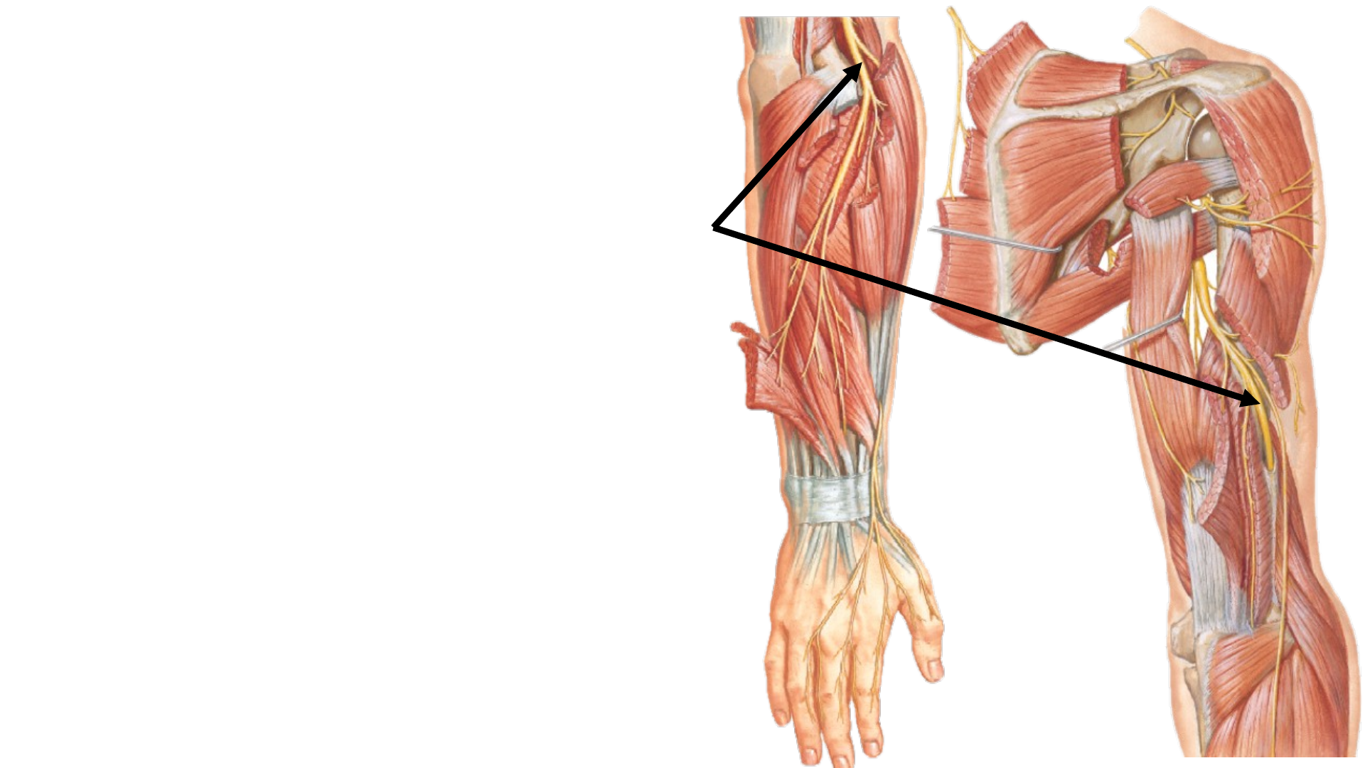 anatomía del nervio radial