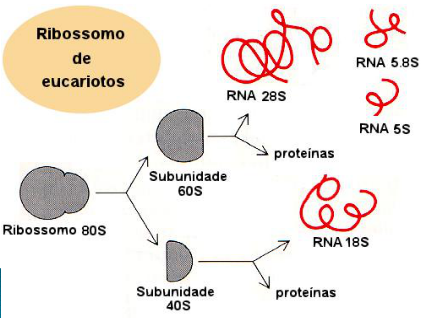 Modificações Pós-transcricionais (Processamento de RNA) | Concise Medical  Knowledge, image size:1440x1080