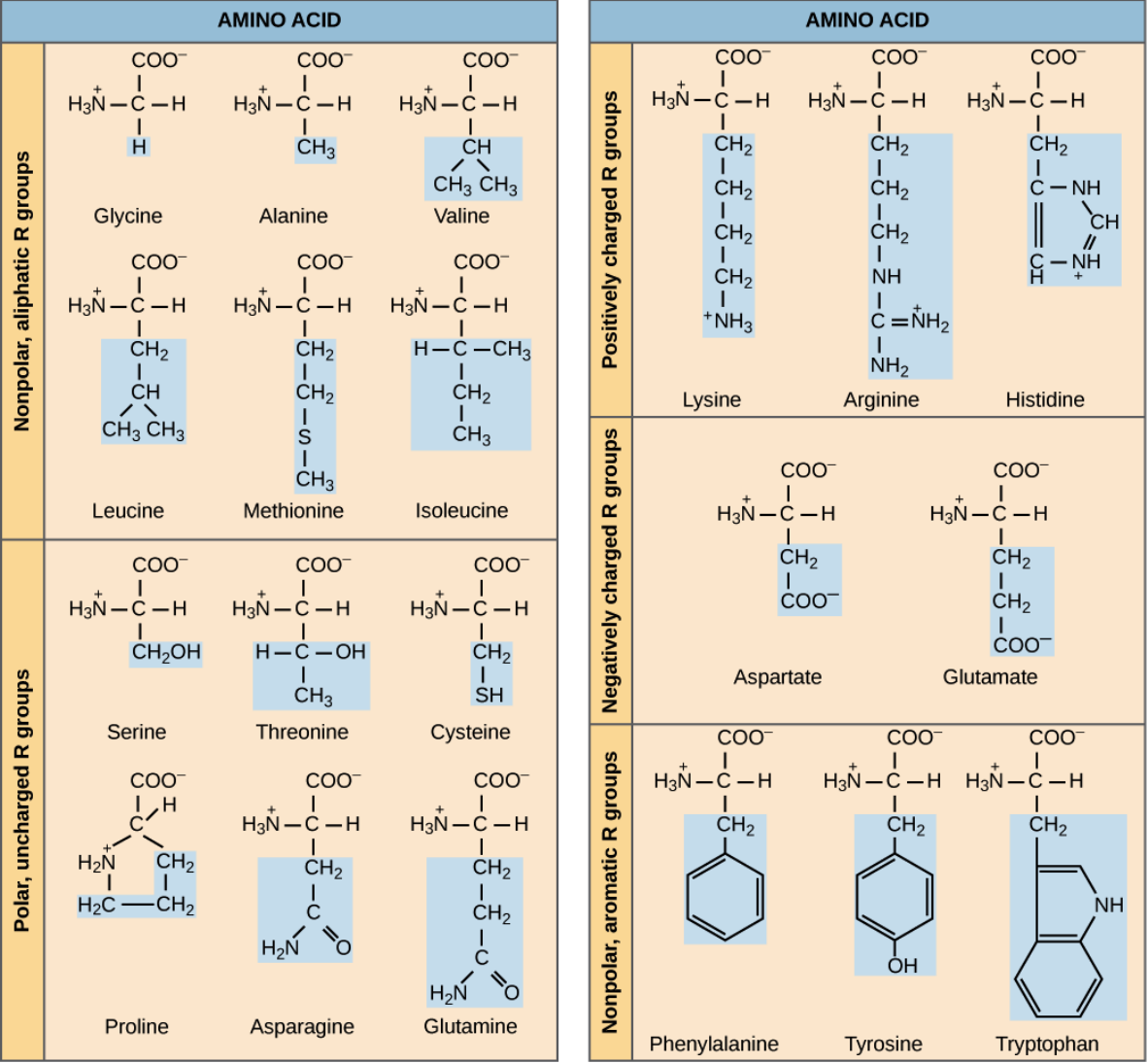 Estruturas Dos Aminoácidos Ph Fisiológico Bioquímica I 6409