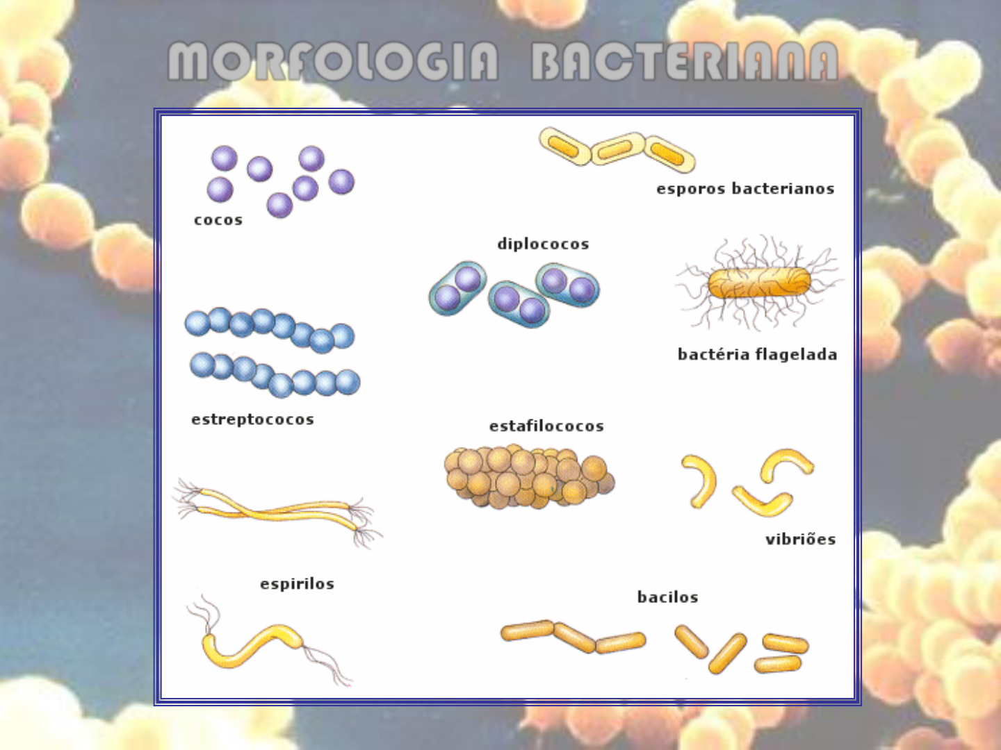 Grátis: 04 BACTÉRIAS 2 Morfologia Bacteriana - Material Claro e Objetivo em  PDF para Estudo Rápido