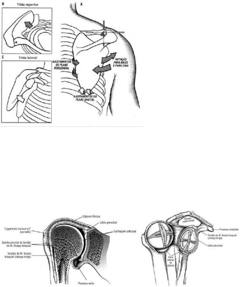 ASTEGE on X: A clavícula forma a porção ventral da cintura escapular,  articula-se com dois ossos: escápula e esterno.  / X