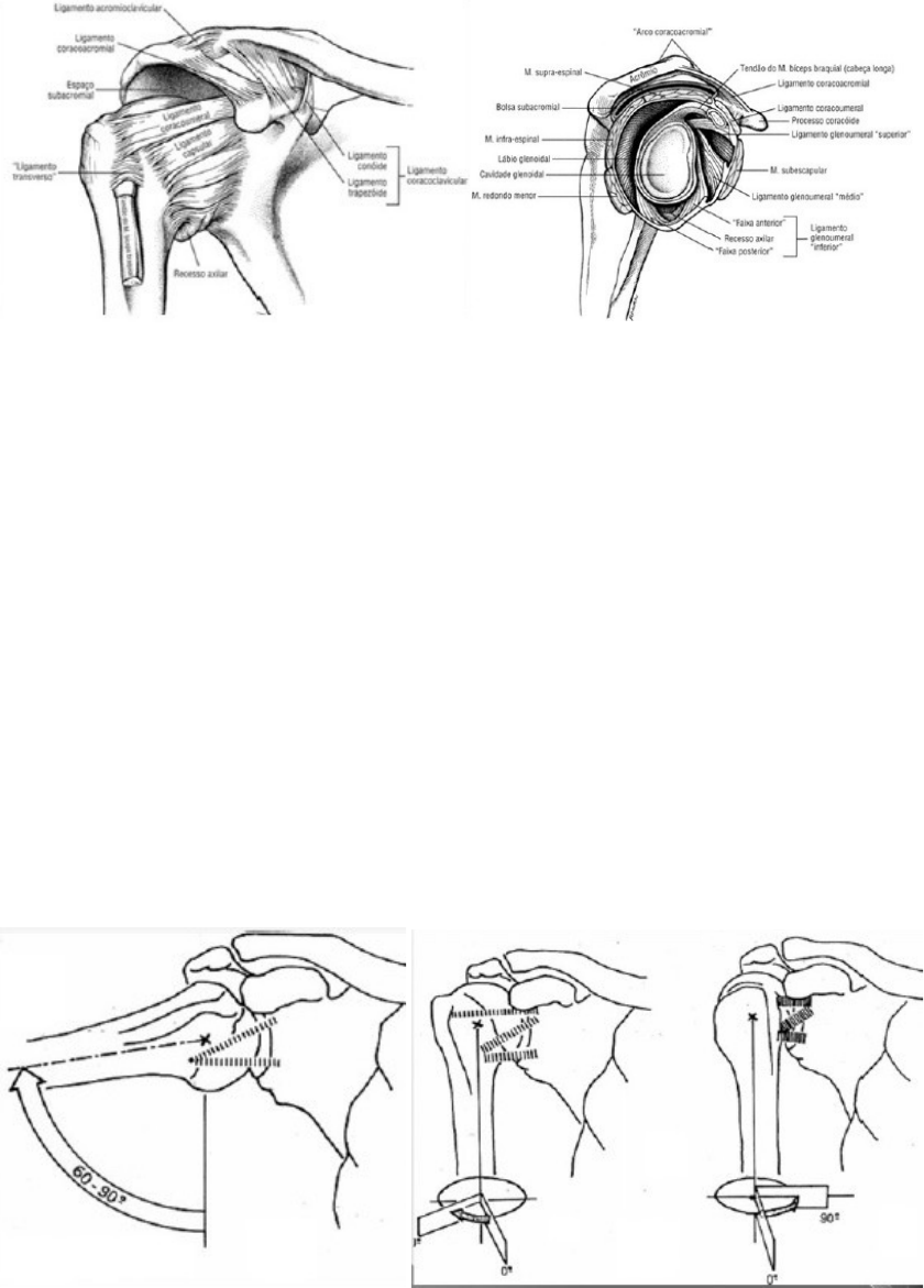 ASTEGE on X: A clavícula forma a porção ventral da cintura escapular,  articula-se com dois ossos: escápula e esterno.  / X