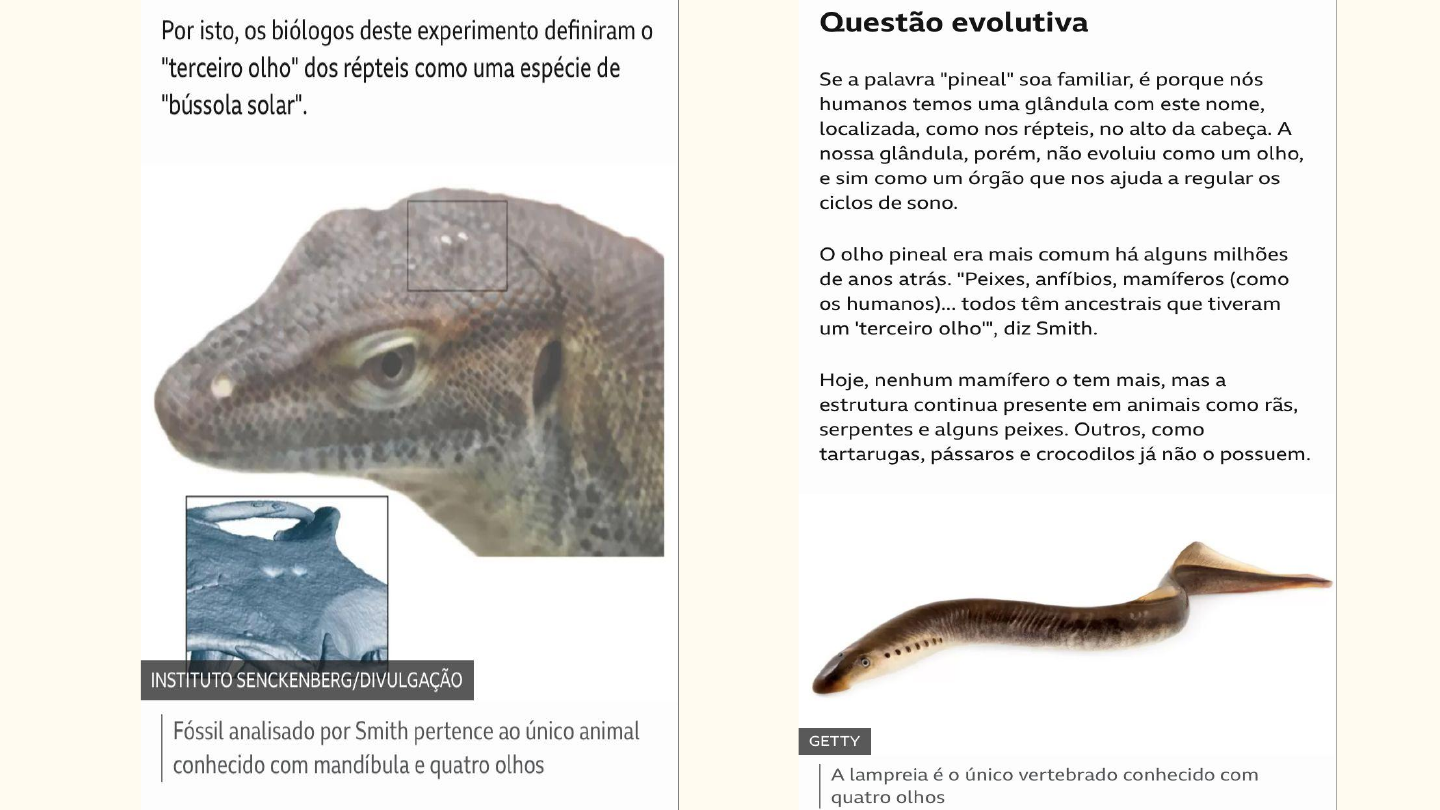 Perguntas e respostas sobre o mundo das serpentes: desvende seis mitos  sobre as cobras - Instituto Butantan, ok google serpente 