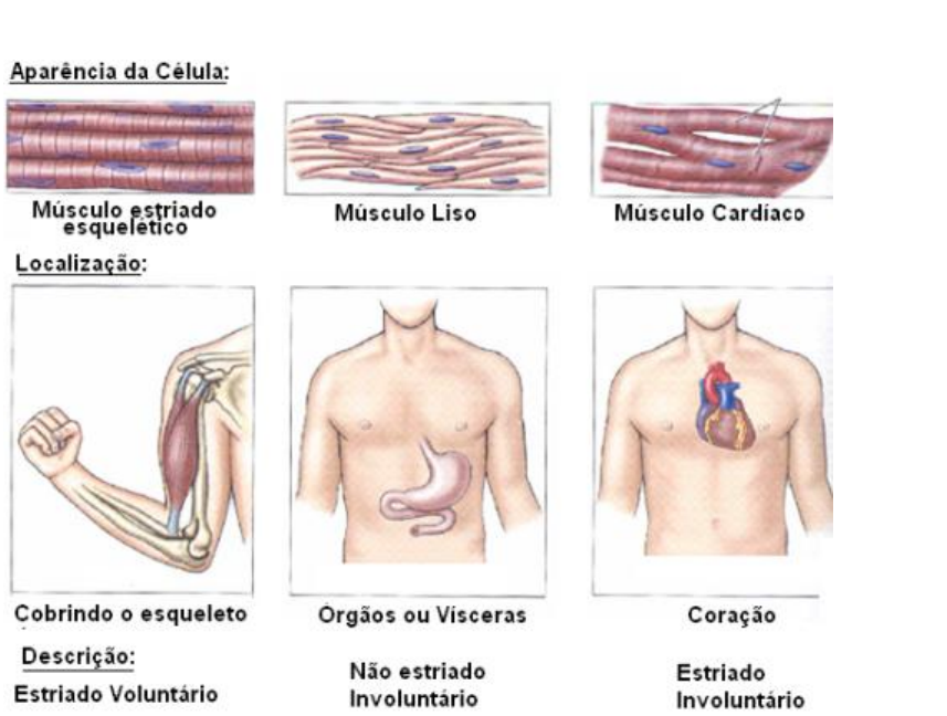 Cadeias musculares.pptx