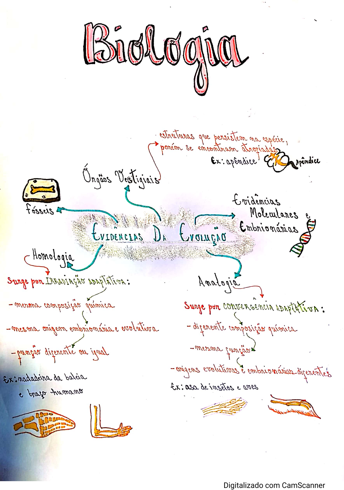 Mapa Mental Evidências da Evolução Biologia Biologia II