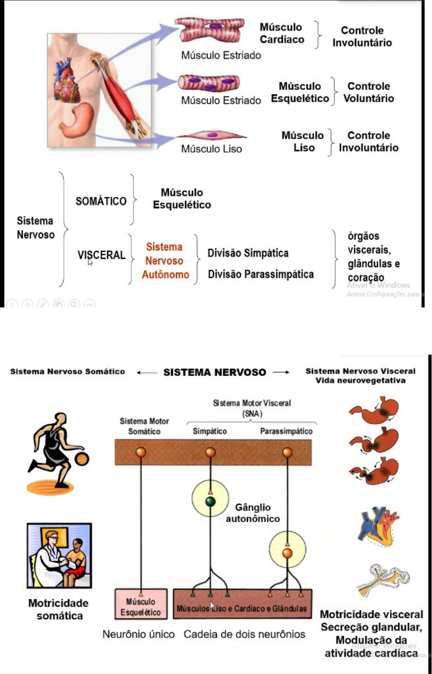 Resumo Neuro Sistema Nervoso - Neurofisiologia