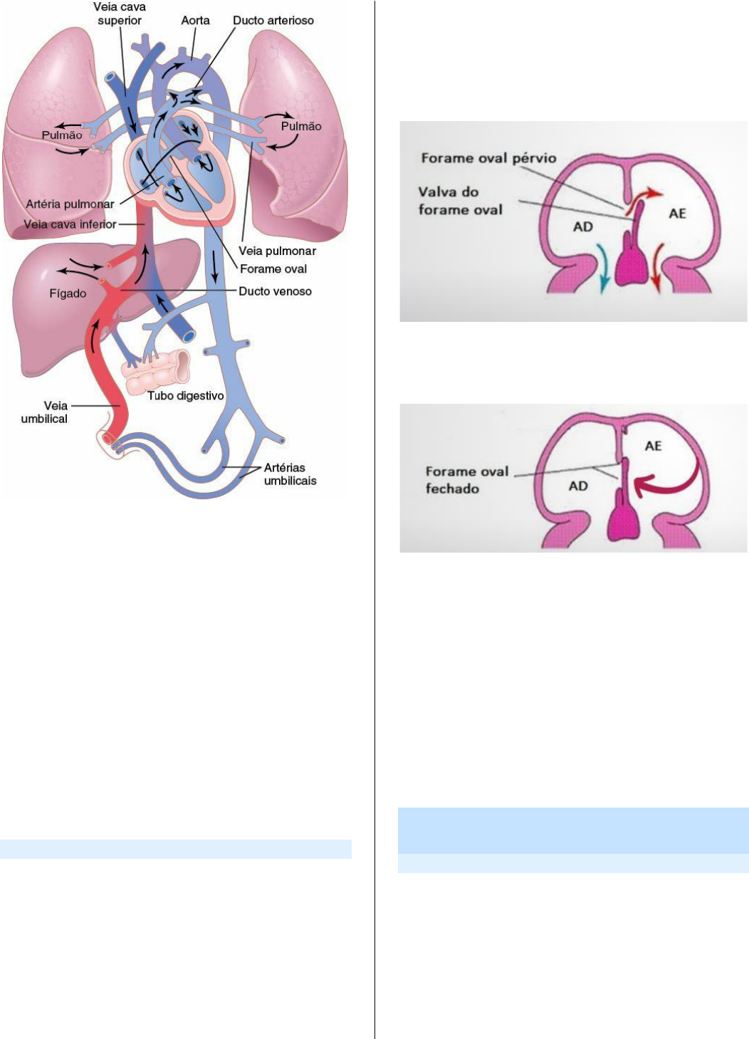 Grátis: Módulo VIII - Nascimento, Crescimento e Desenvolvimento - Material  Claro e Objetivo em PDF para Estudo Rápido, image size:1052x1459
