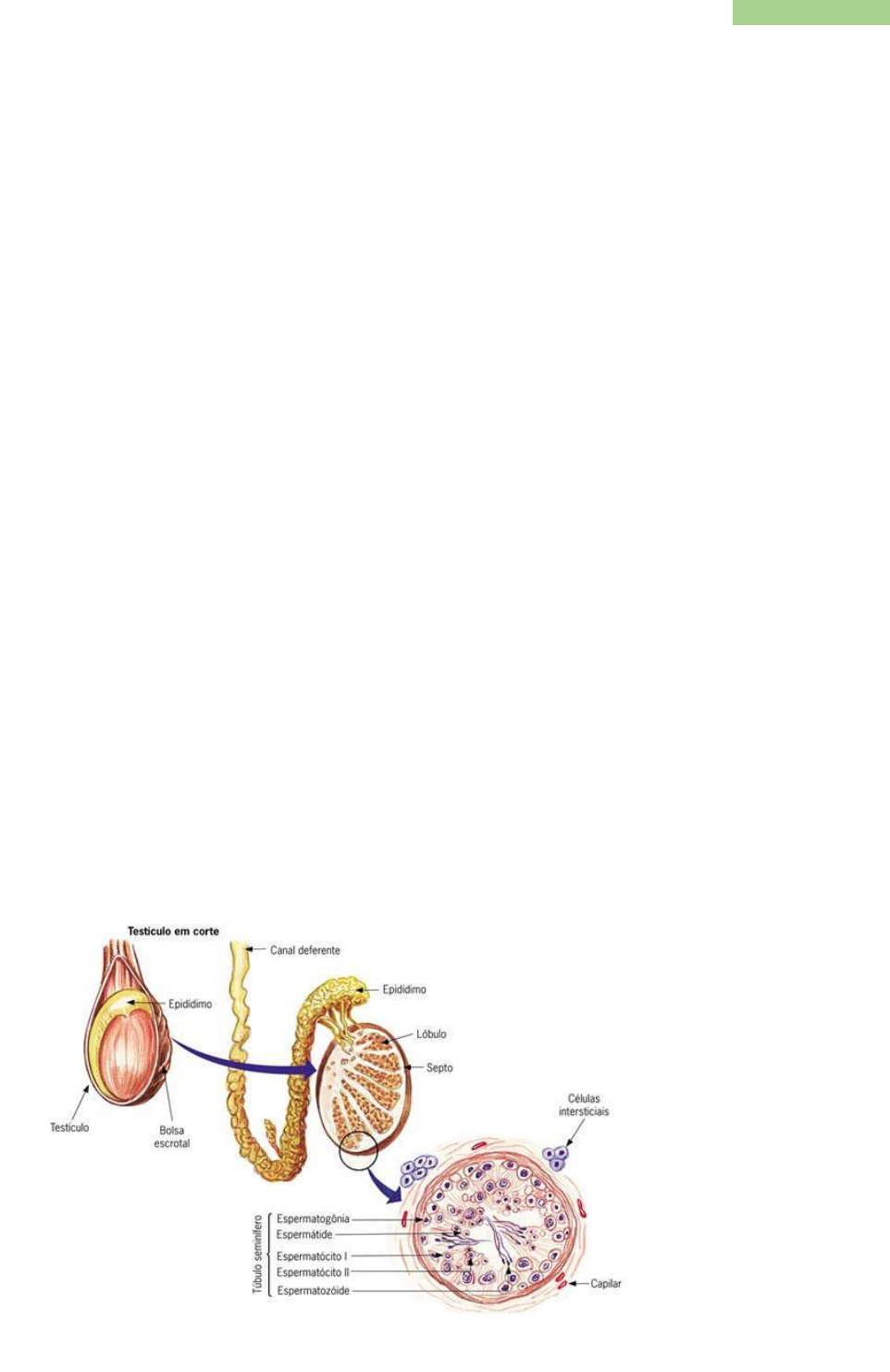 Grátis: Fisiopatologia da reprodução do macho - Material Claro e Objetivo  em PDF para Estudo Rápido, image size:962x1483