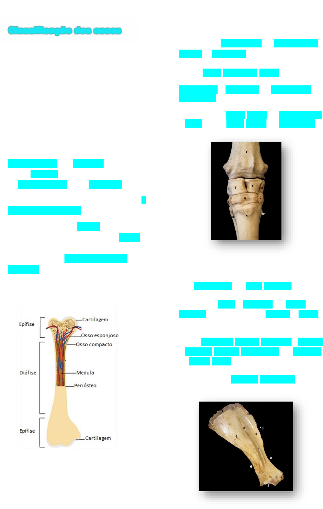 resumo do sistema ósseo - Anatomia I