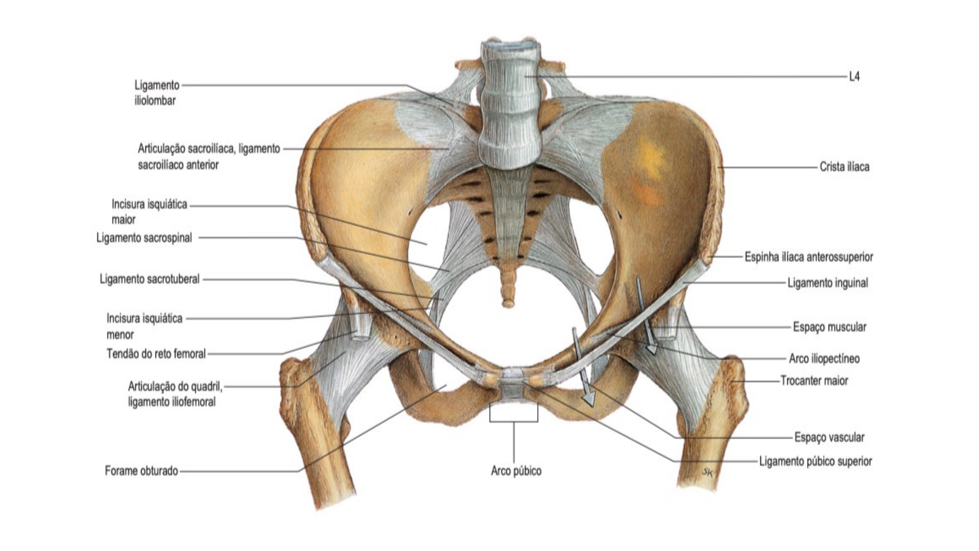 Selva Fisio - Visão anterior dos ossos e ligamentos da cintura pélvica.