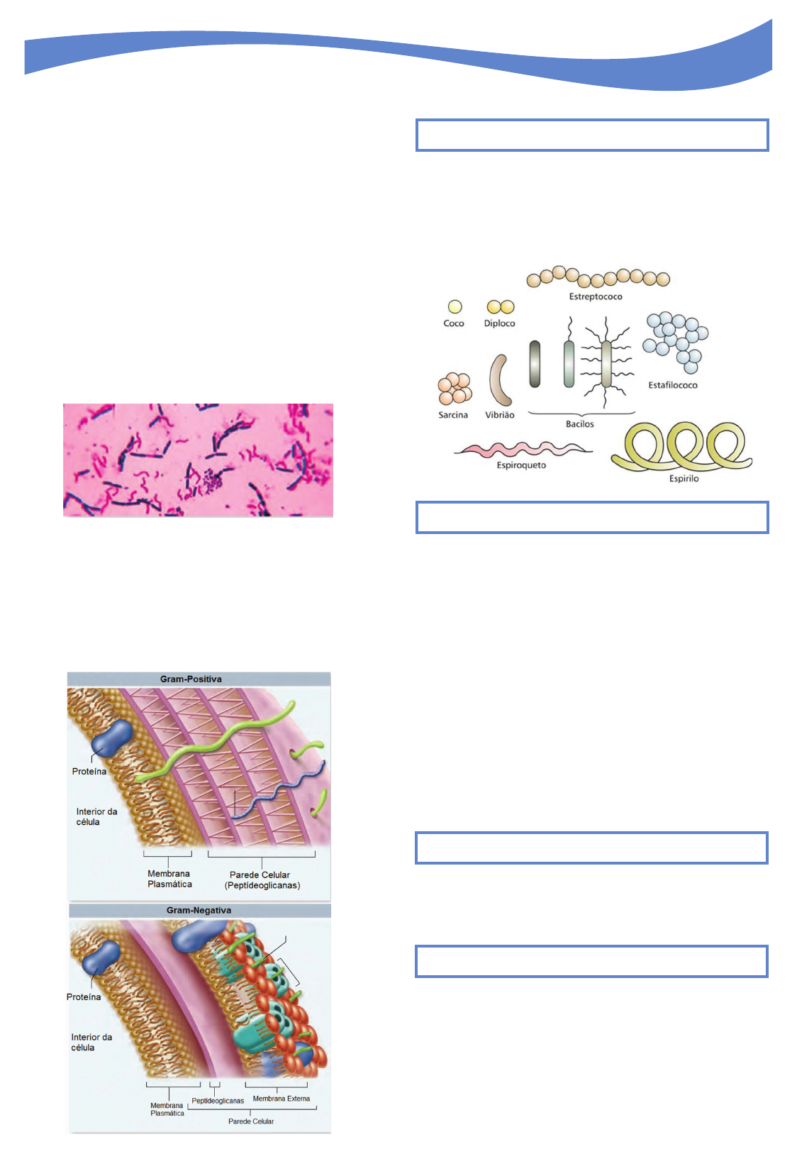 Grátis: Resumo - Reino Monera - Material Claro e Objetivo em PDF para  Estudo Rápido