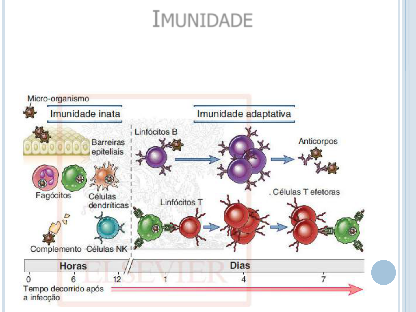 Existem Dois Tipos De Respostas Imunes