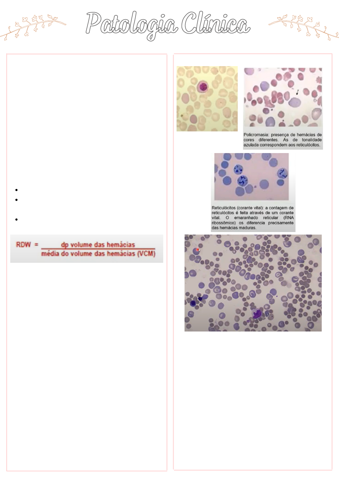 Grátis: Eritropoiese - Patologia Clínica Veterinária - Material Claro e  Objetivo em PDF para Estudo Rápido