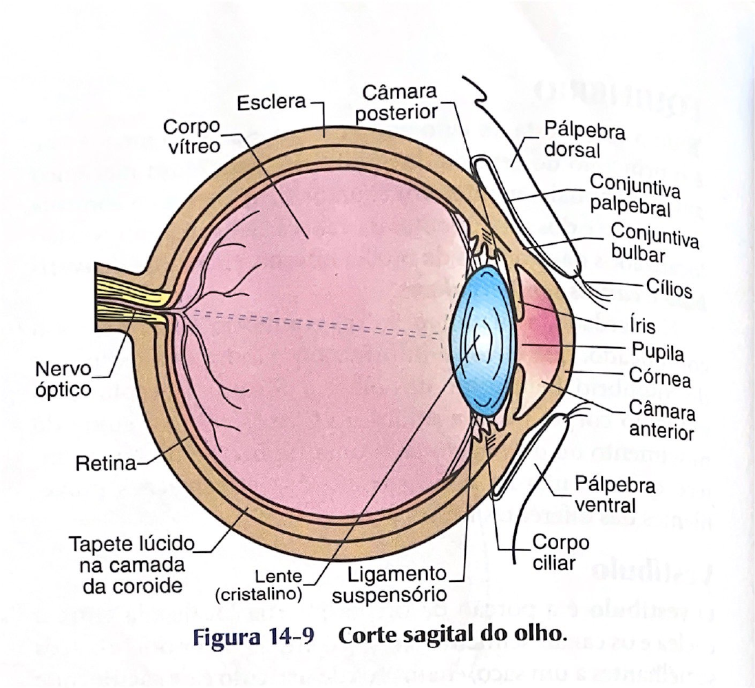 Fisiologia E Anatomia Dos Olhos Clinica Medica Veterinaria