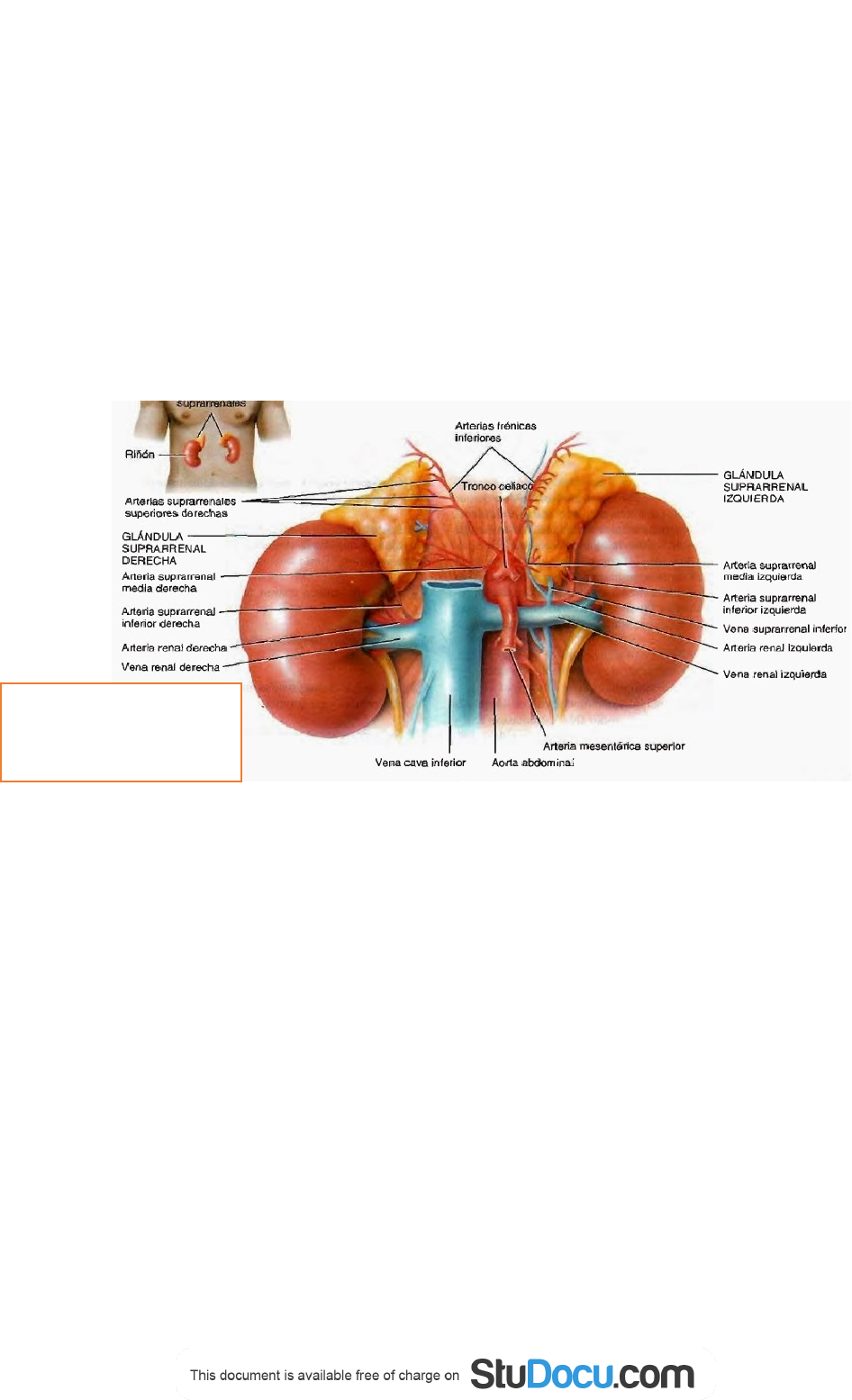 anatomia-de-pelvis - Anatomía I | Studenta