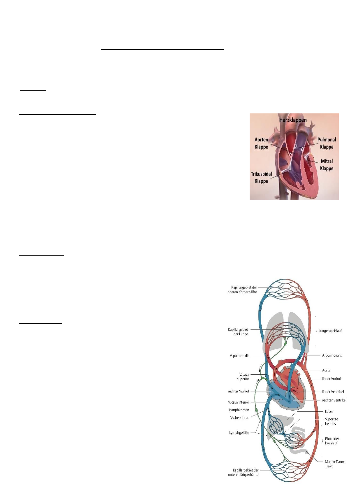 Anatomie der Längsachse