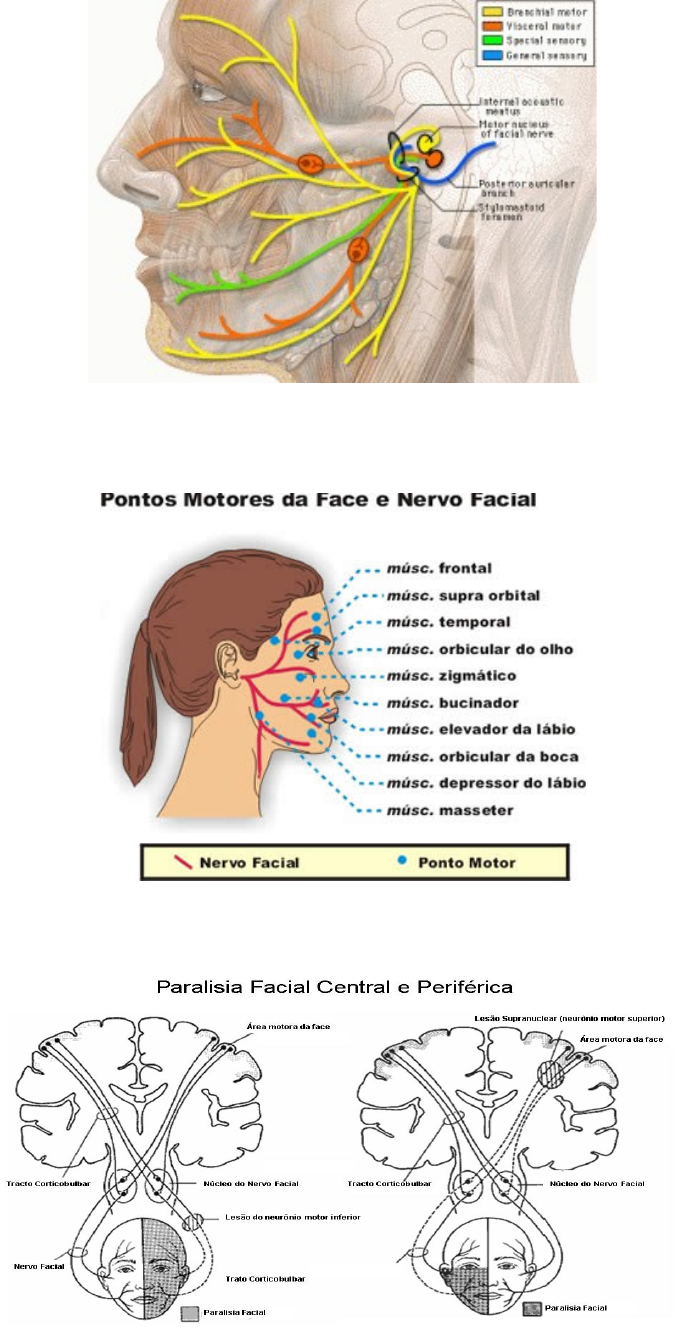 Anatomia Do Nervo Facial anatomia-do-nervo-facial
