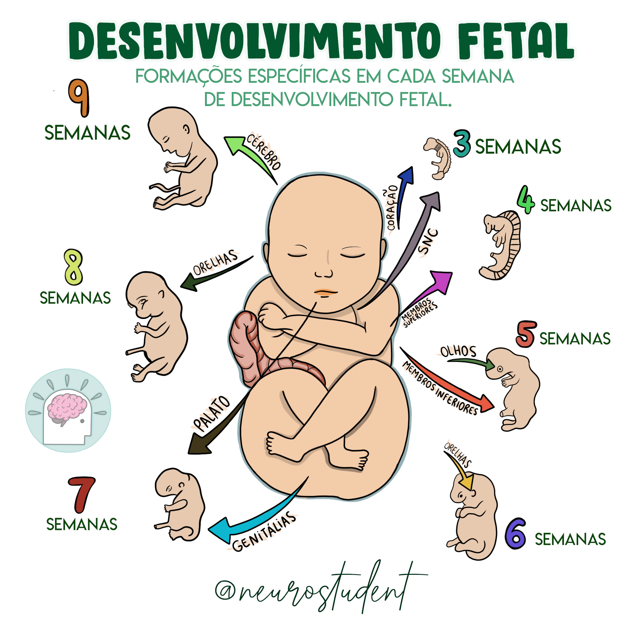 Desenvolvimento Fetal Enfermagem Neonatológica E Pediátrica 8320