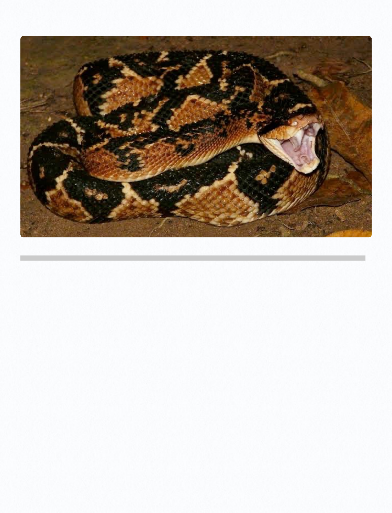 Os dois clítoris das serpentes: ocultos entre escamas e essenciais para a  reprodução