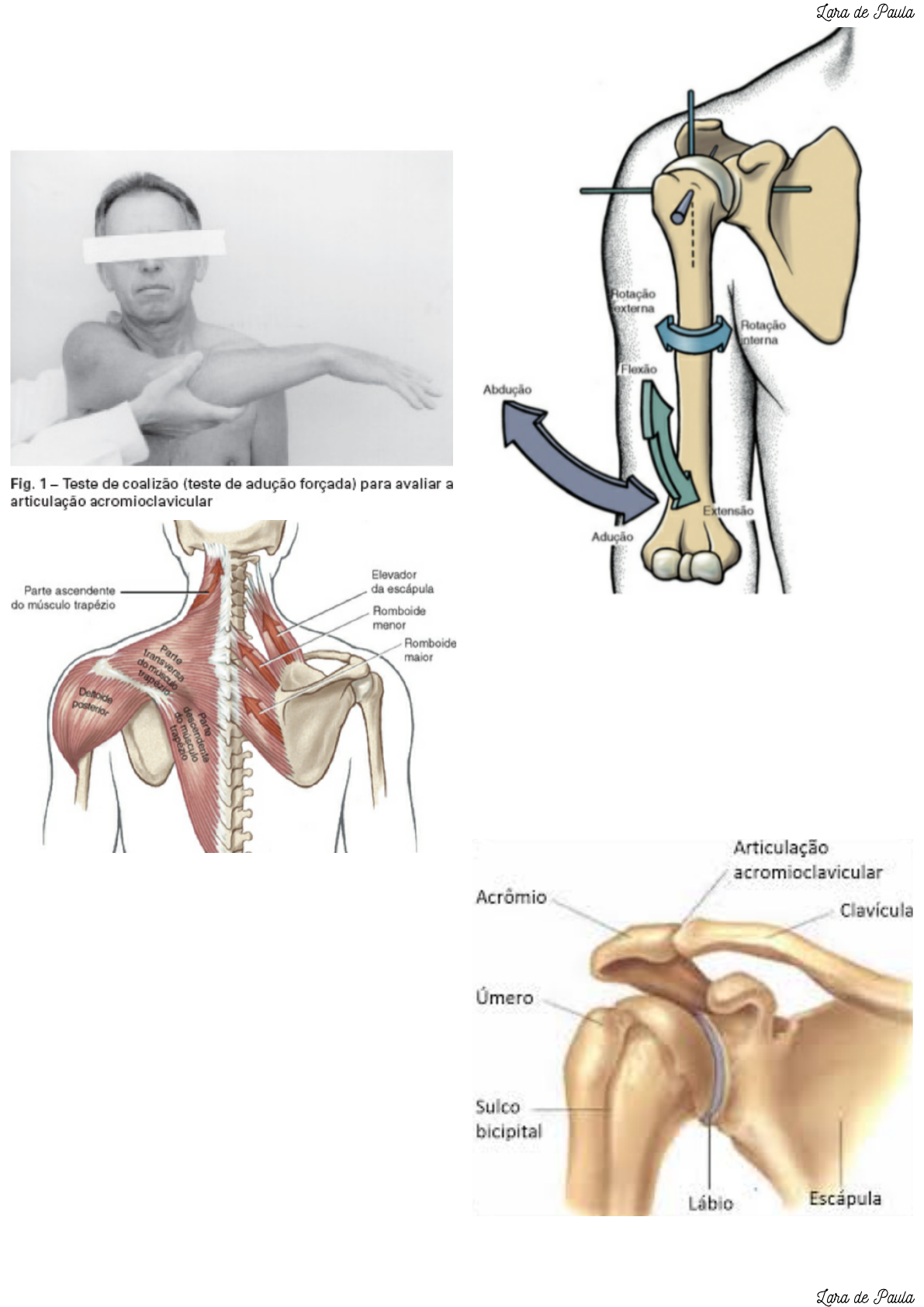 Anatomia Palpatória: Cintura Escapular (Complexo do ombro