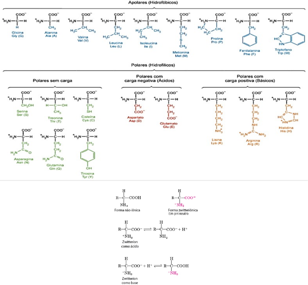 Grátis: AMINOÁCIDOS; HEMOGLOBINA; PURIFICAÇAO - Material Claro e Objetivo  em PDF para Estudo Rápido, image size:1051x972