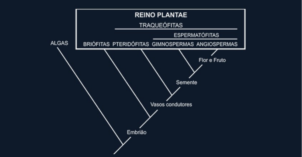 Polinização e fecundação nas espermatófitas