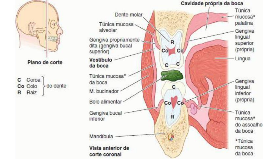 Theus Qfikedrrw ? = onde eu te beijaria: 1- boca. 2- pescoço. 3- bochecha.  4- mão. 5- sem