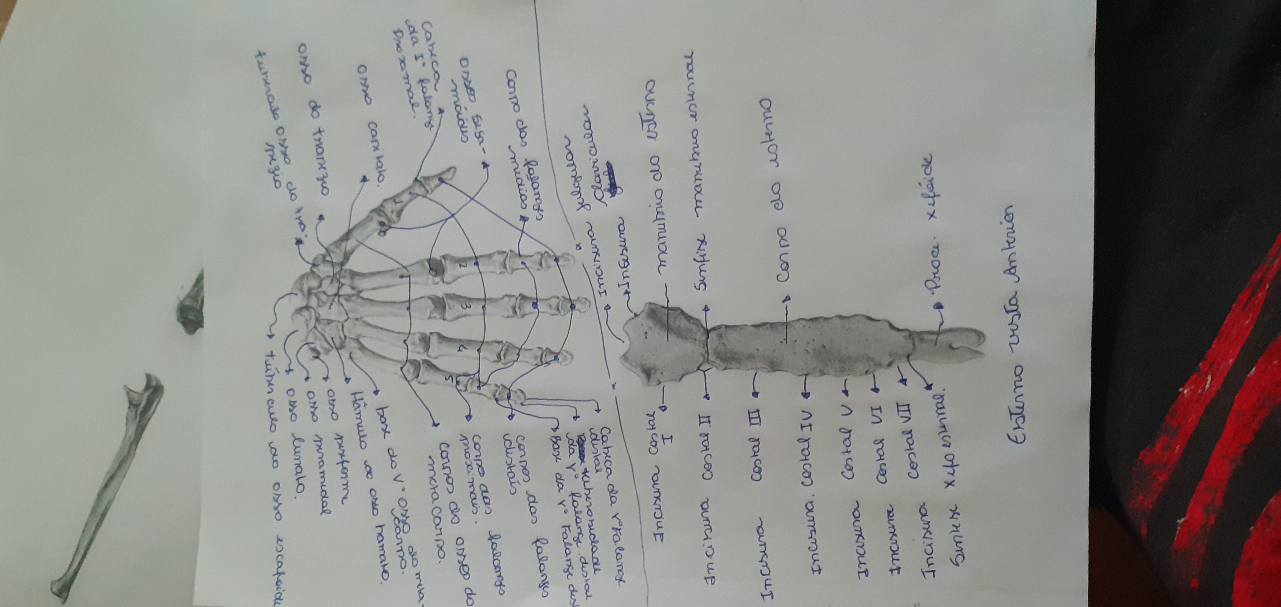 Atividade De Osteologia - Anatomia Humana I