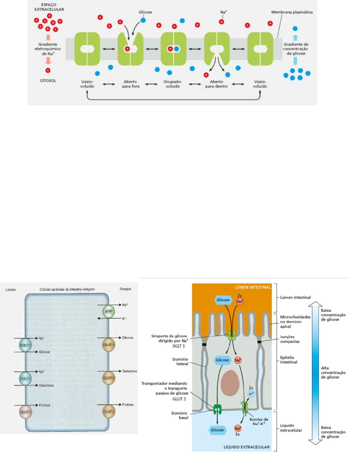 Grátis: Membrana Plasmática e transporte entre a membrana - Material Claro  e Objetivo em PDF para Estudo Rápido, image size:1157x1508