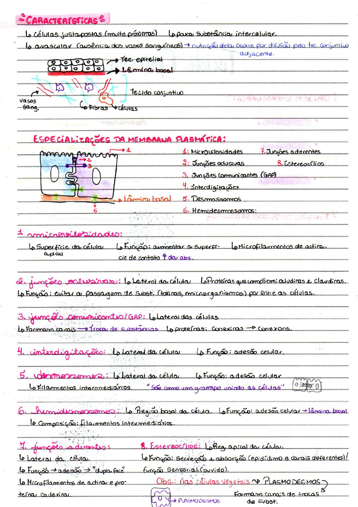 Histologia Tecidos Epiteliais Revestimento Tecido Epitelial