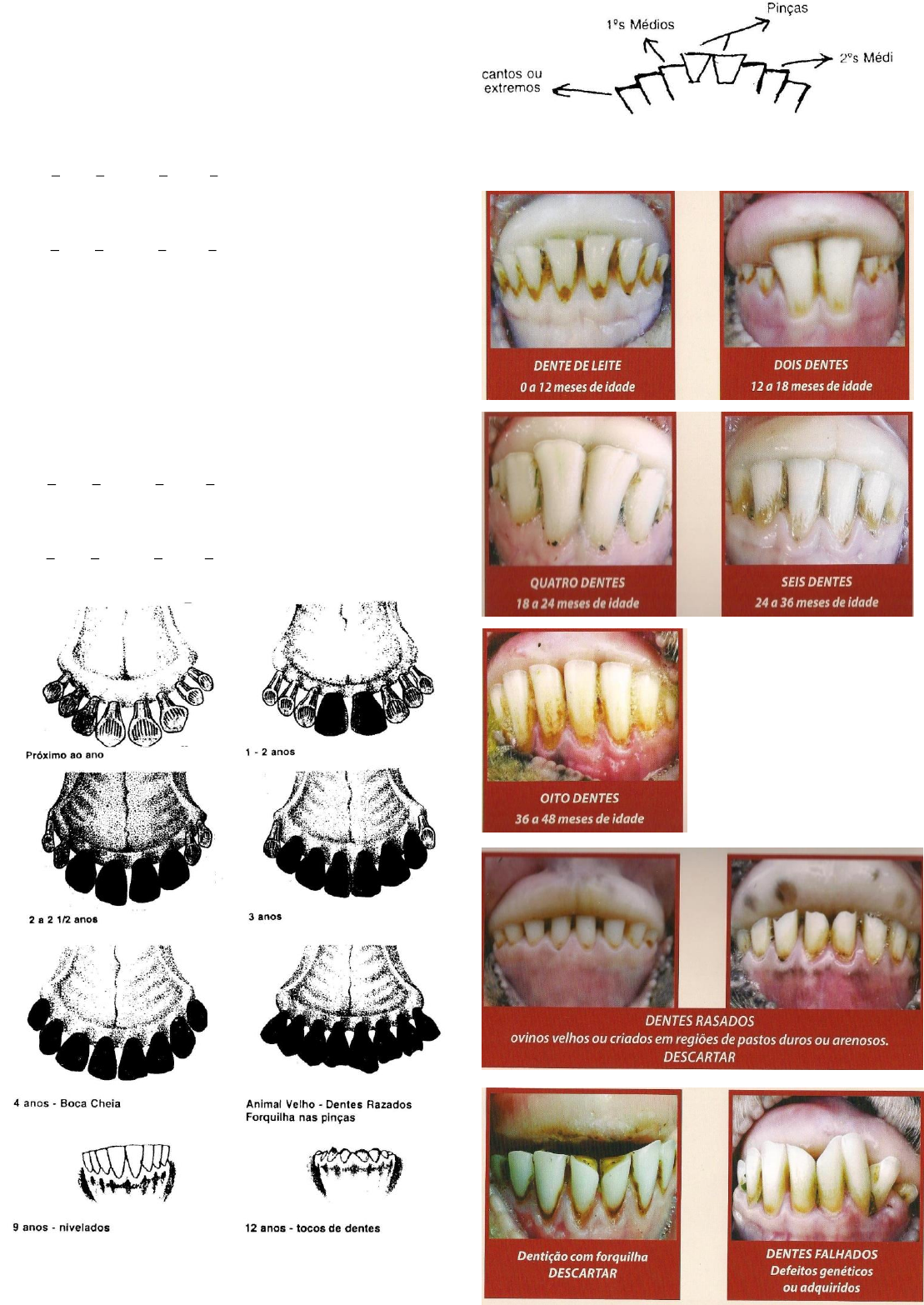 Dentição, Escore Corporal - OVINOCULTURA 1 - Medicina Veterinária