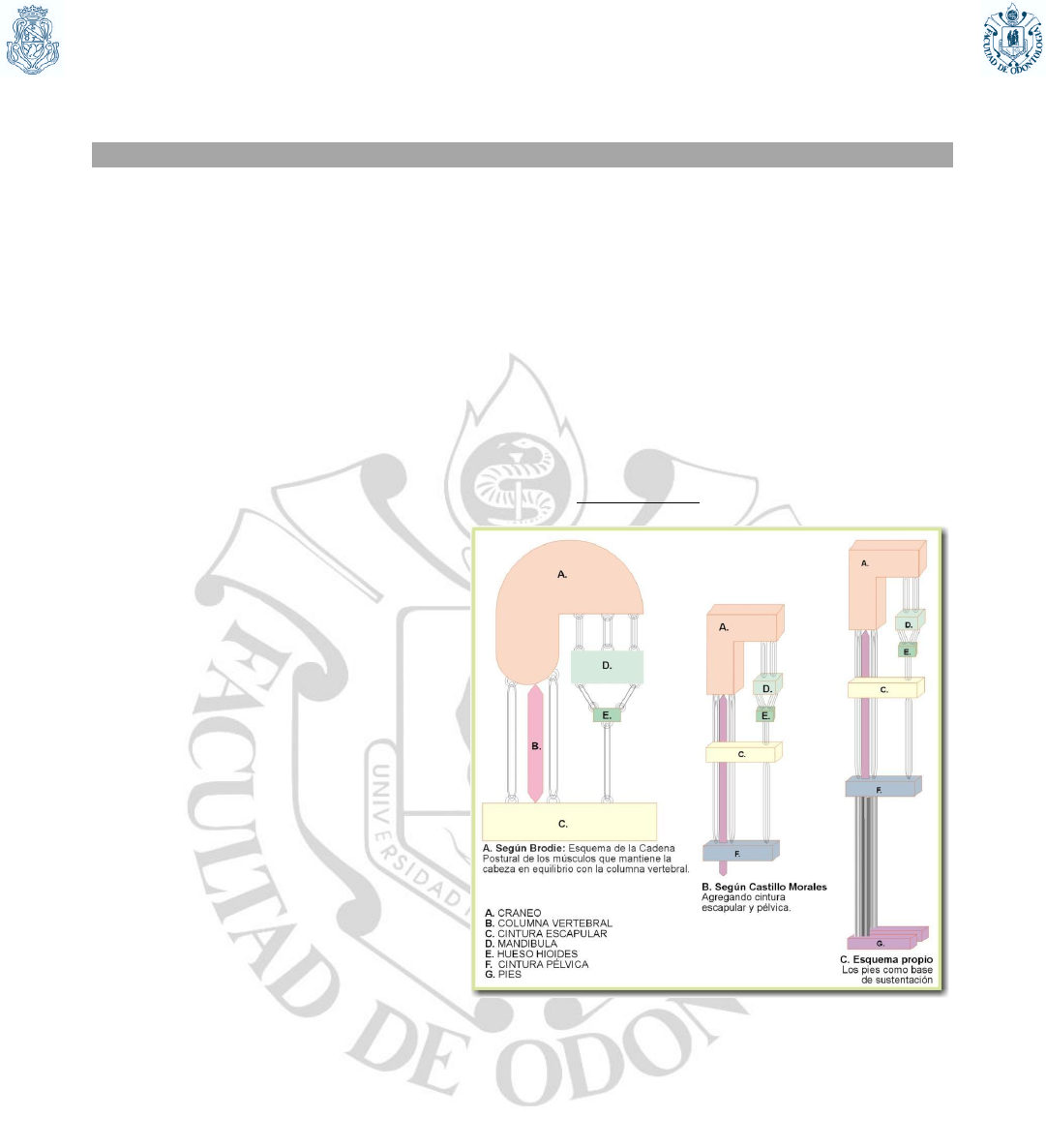 1POSTURA APARATO VESTIBULAR Rocio Acosta Outros Studenta