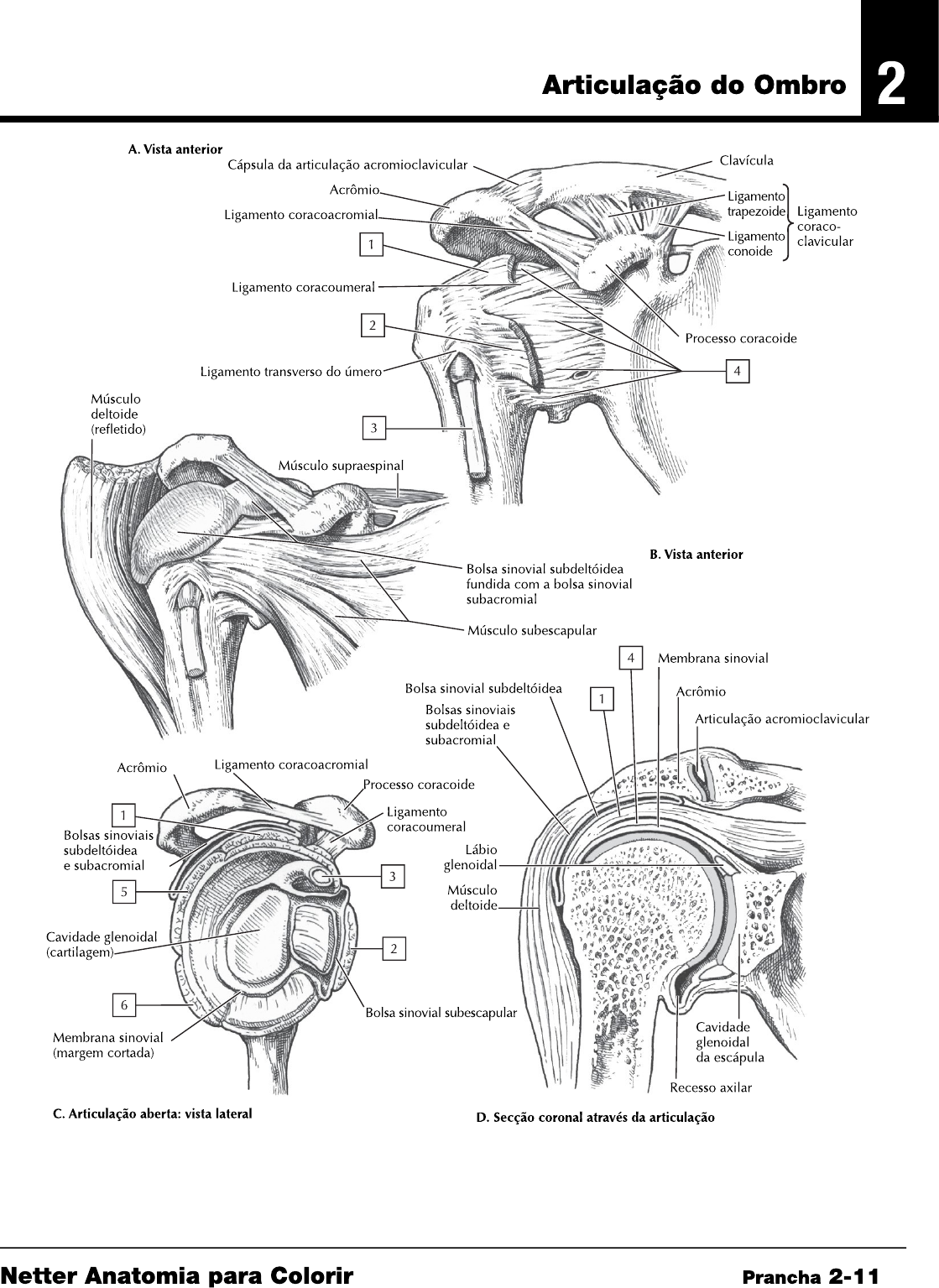 Grátis: Articulações do Ombro, antebraço e cotovelo - Material Claro e  Objetivo em PDF para Estudo Rápido, image size:1119x1535