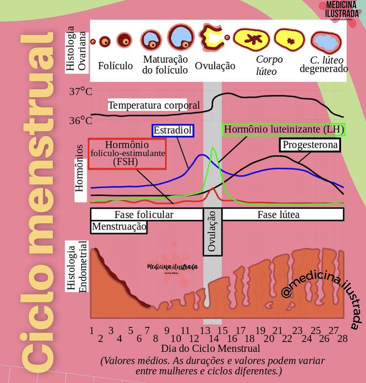 Ciclo Menstrual Ginecologia 9308