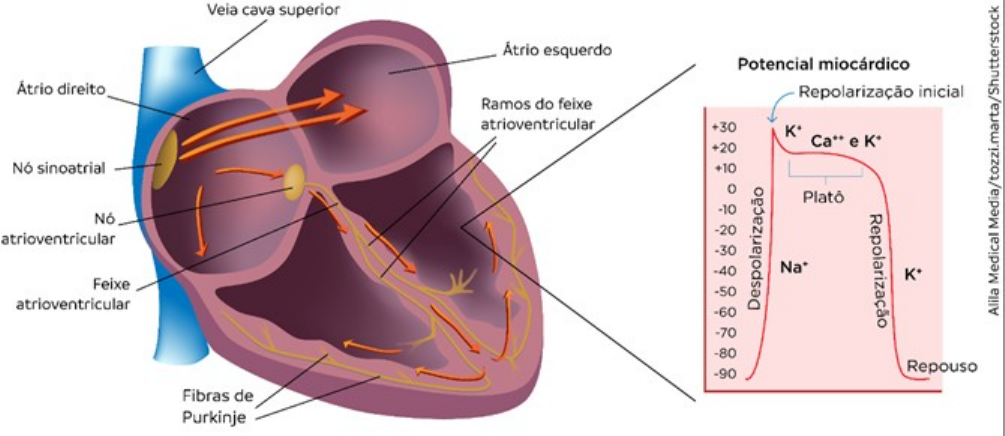 Alila Medical Media, Cintura pélvica