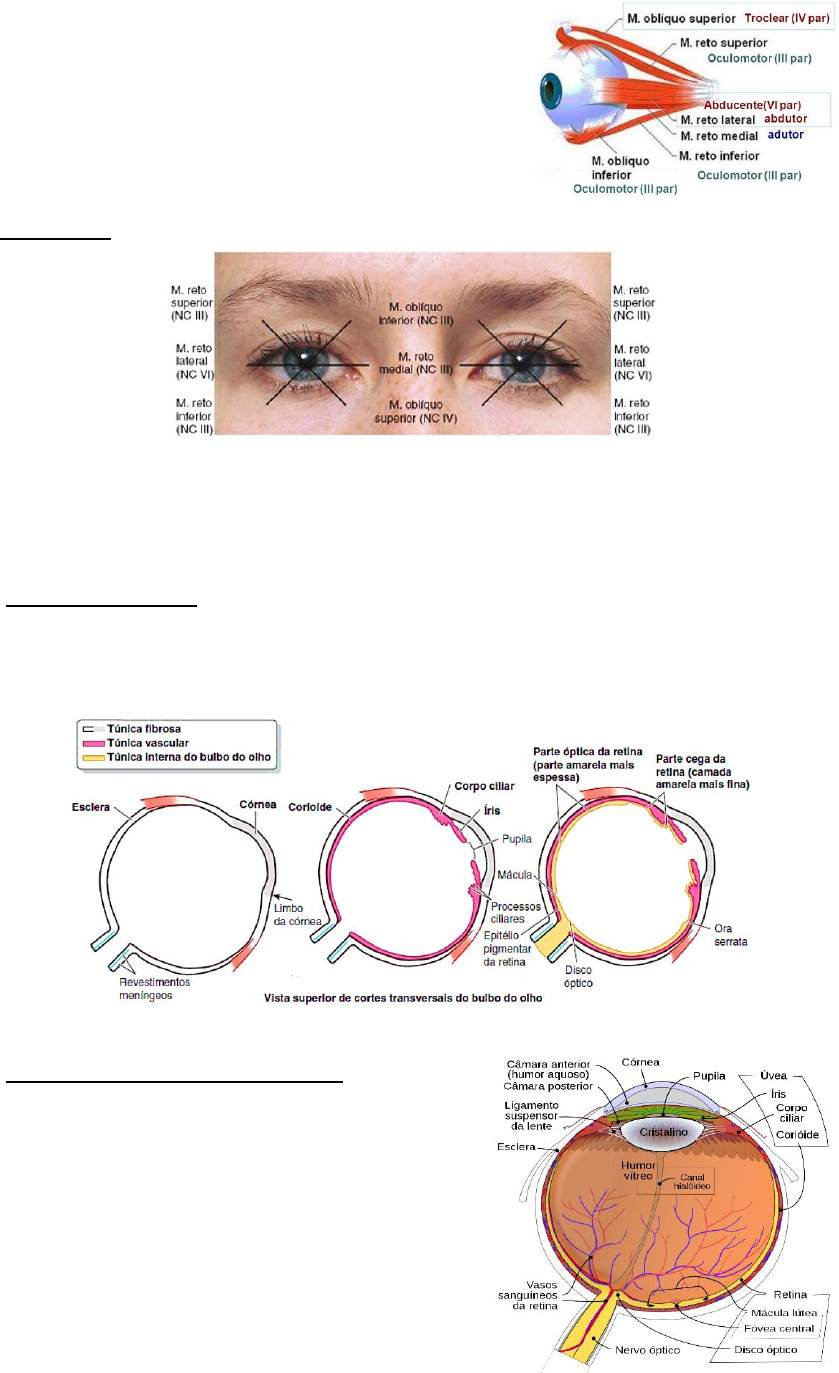 Meus olhos têm anéis frios : r/mildlyinteresting, image size:839x1373