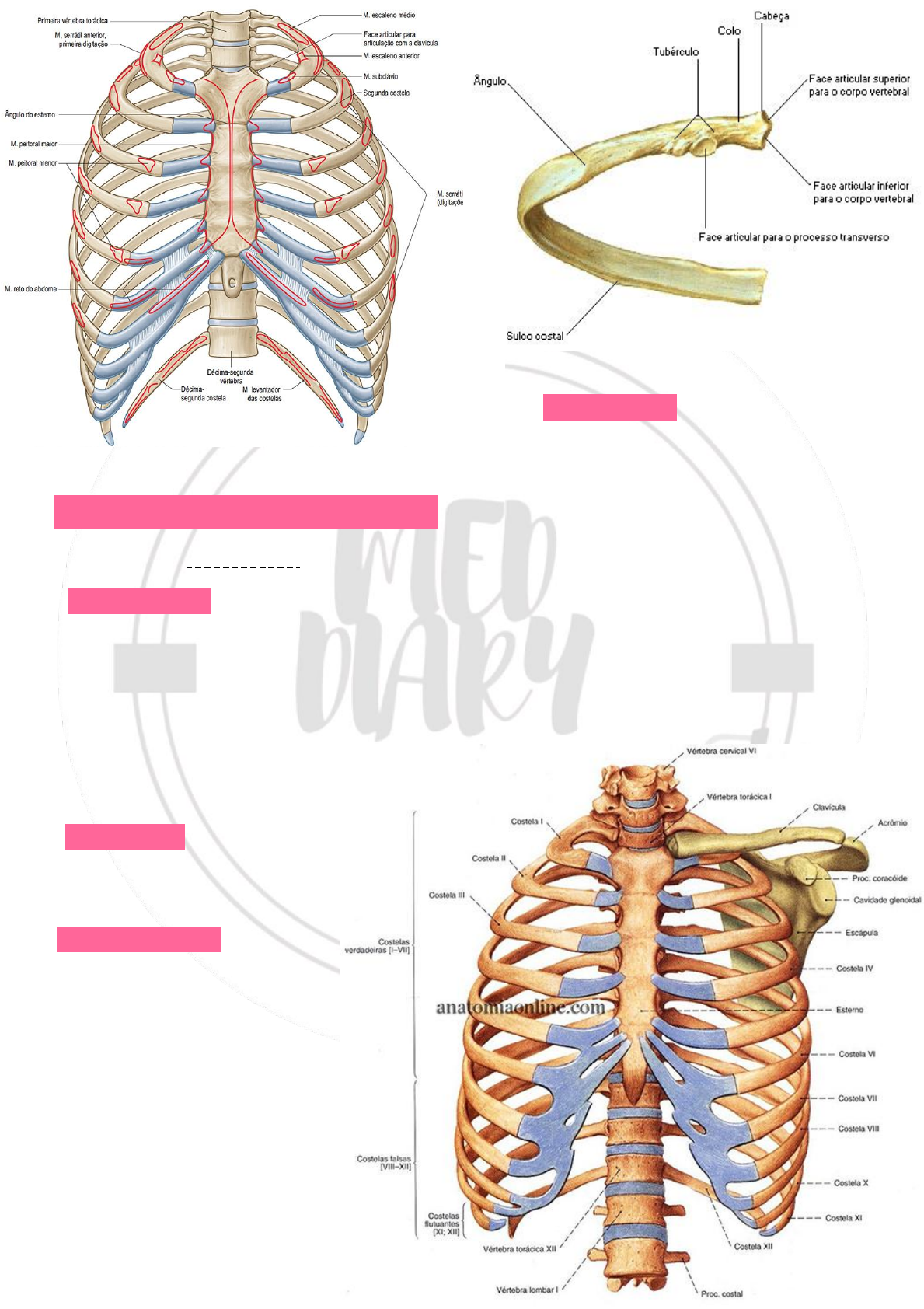 diagrama da cavidade torácica ossos