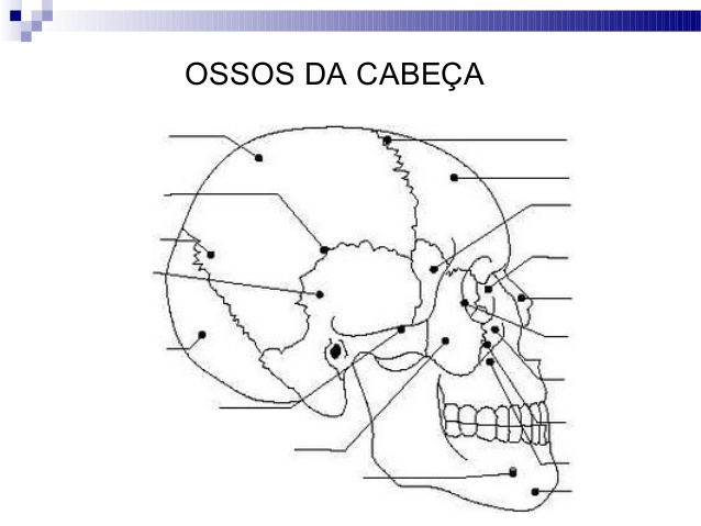 Ossos Do Cranio Anatomia Sist Mica