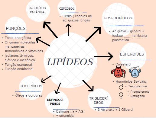 Mapa Mental Lipídeos Bioquímica I 2751