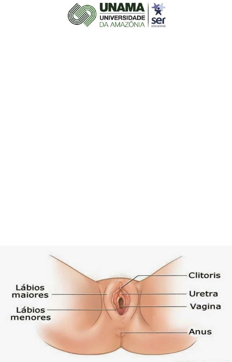 Clitoris - Onde fica, funcao e anatomia - Anatomia I