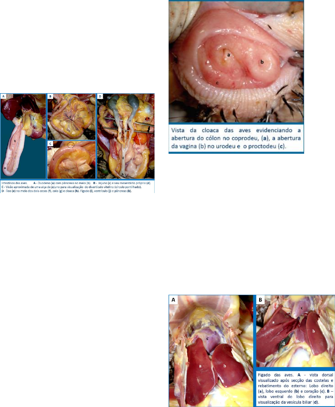 AVES ANATOMIA C 15 - Anatomia Sistêmica