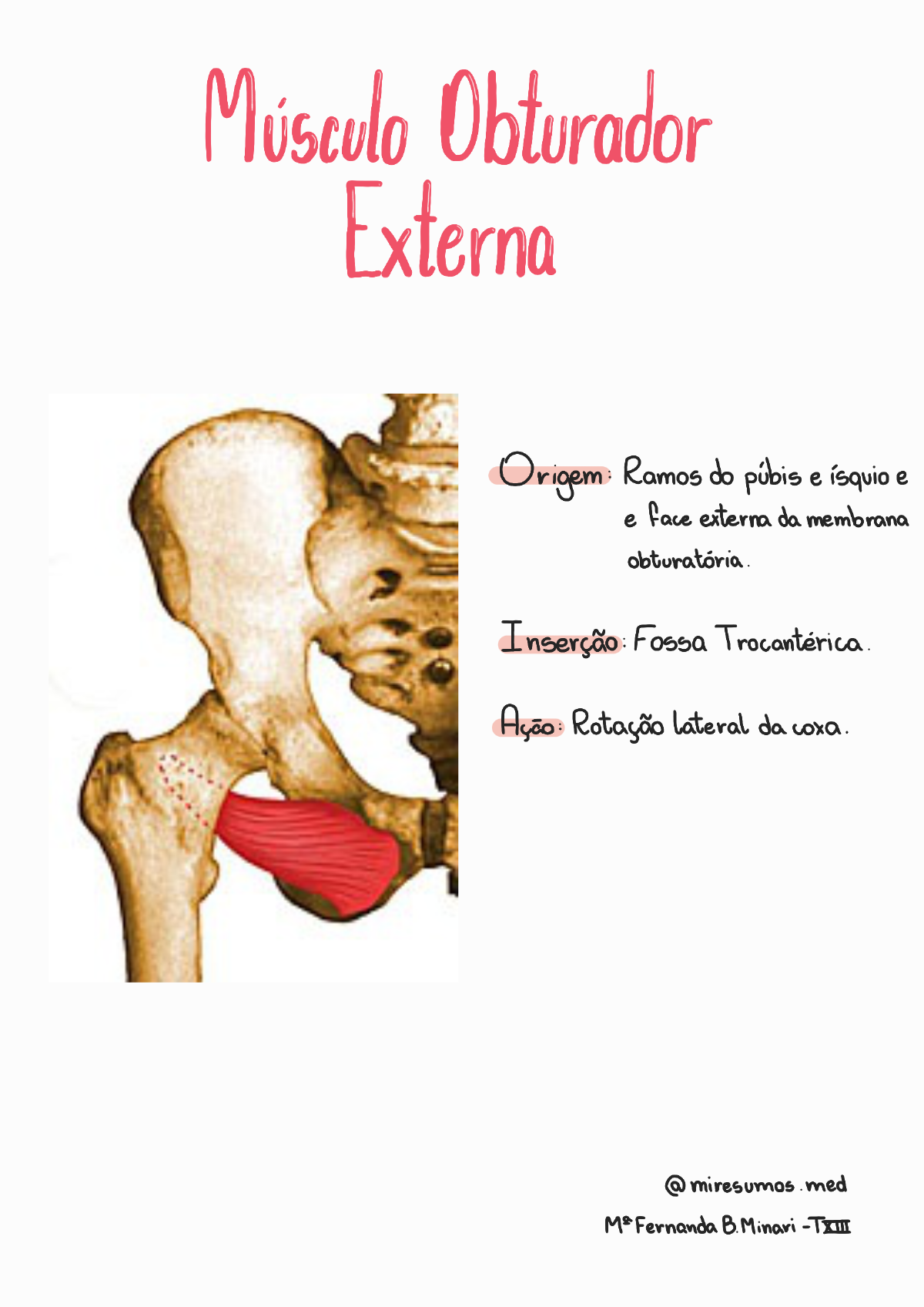 Obturador externo Anatomia I