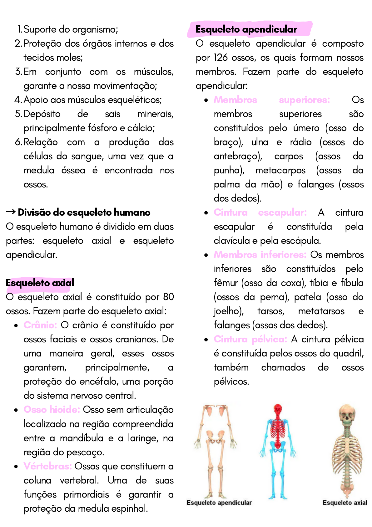 Esqueleto humano: nomes dos ossos, funções e divisões