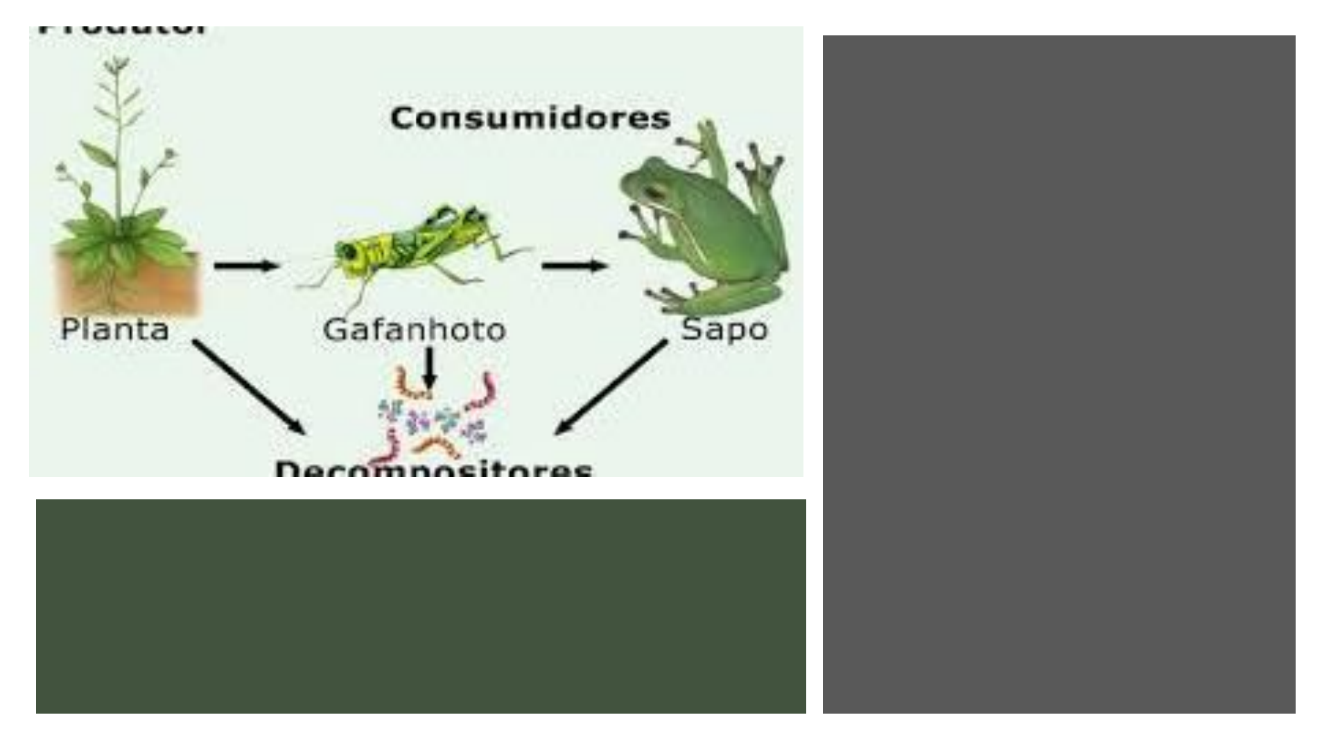 Cadeia Alimentar 4 Ano | Izabel Silva | Quizur, image size:1920x1080