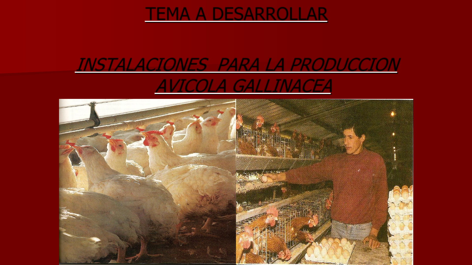 Avicultura más fácil y rentable gracias a las cortinas avícolas y